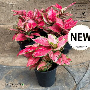 yP[X̔F6z AOIl}ir[eB[j 5 vX`bN 6 Aglaonema 'Beauty'