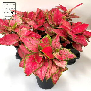 yP[X̔F6z AOIl}ir[eB[j 5 vX`bN 6 Aglaonema 'Beauty'
