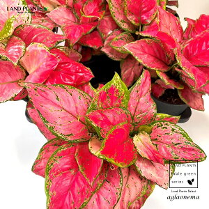 AOIl}ir[eB[j 5 vX`bN 1 Aglaonema 'Beauty'