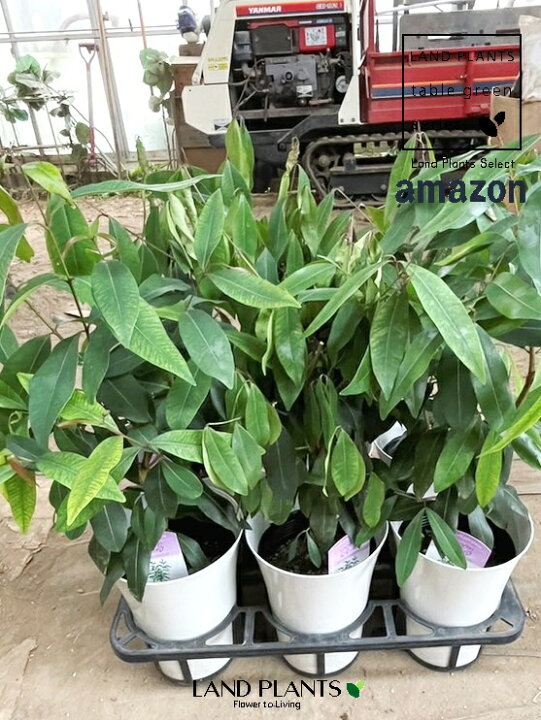 植木鉢 観葉 植物 アマゾンオリーブ アマゾン・オリーブ ブログ 神奈川の観葉植物ならTAMAYURA