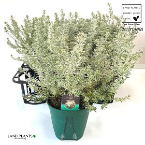 yP[X̔F6z EGXgMAiX[L[zCgj6 5 |bgc 1   I[XgA[Y}[ Westringia Coastal rosemary,Australian rosemary