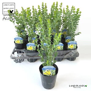 yP[X̔F15z AJVAiOptj 3.5 |bgc 15 TJNoAJVA F̉  Acacia