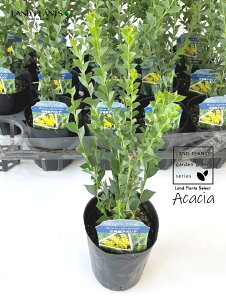 AJVAiOptj 3.5 |bgc 1 TJNoAJVA F̉  Acacia