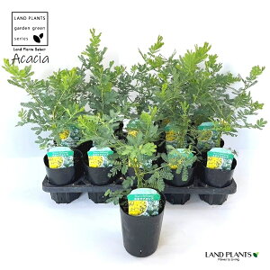 yP[X̔F15z AJVAi~Uj 3.5 |bgc 15 ~UAJVA F̉  Acacia