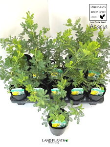 AJVAi~Uj 3.5 |bgc 1 ~UAJVA F̉  Acacia