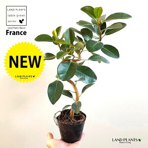 tXSit܂j 3.5 |bgc 1 S S̖ tBJX rLm[T rMm[T Ficus rubiginosa