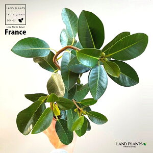 tXSit܂j 3.5 |bgc 1 S S̖ tBJX rLm[T rMm[T Ficus rubiginosa