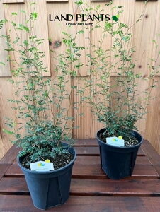 yP[X̔F8z \tHivXg[^EgxCr[j 5 |bgc 8 \tHvXg[^ sophora