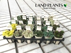 yP[X̔F24z Z_iMIXFij 2.5 |bgc 24 SEDUM