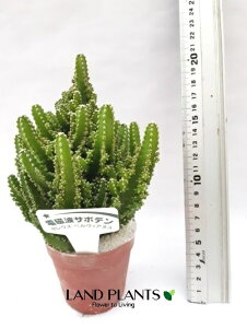 �y�P�[�X�̔��F15���z �T�{�e���i�Z���E�X�j 2.5�� �|�b�g�c 15�� Cereus