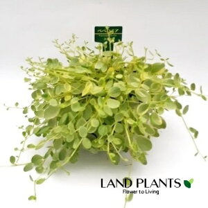 yy~Ai^qj 3 |bgc 1 yy~A^q }AR Peperomia