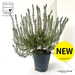 [Y}[ih[tu[j 7 |bgc 1 rosemary