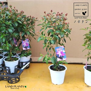 �m�{�^���i�쉲�O�F�s���N�R�[�g�_�W���[���j60cm 1�� 4.5�� �|�b�g�c�m�{�^���R�[�g�_�W���[�� �s���N�̉� �s���N Melastomataceae