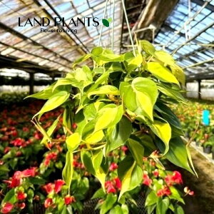 �t�B���f���h�����i�u���W���j 5�� �v���X�`�b�N�� �݂蔫 1��Philodendron Brazil