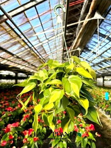 �y�P�[�X�̔��F5���z �t�B���f���h�����i�u���W���j 5�� �v���X�`�b�N�� �݂蔫 5��Philodendron Brazil