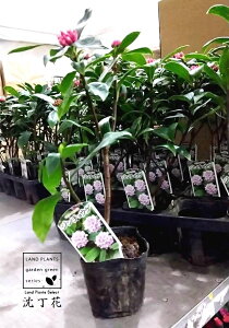 yP[X̔F20z W`EQiԁj 3.5 |bgc 1 ``EQ VimjVL Daphne odora