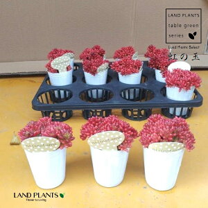 yP[X̔F12z yAz jWm^}i̋ʁj 3 |bgc 12  ̂ succulent