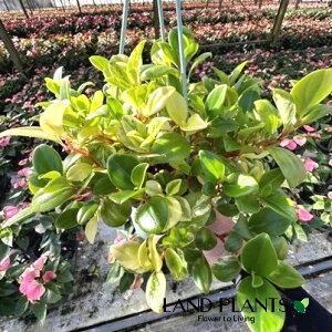 yy~AiOxj 3.5 vX`bN ݂蔫 1 yy~AOx Peperomia