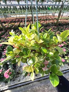 yP[X̔F8z yy~AiOxj 3.5 vX`bN ݂蔫 8 yy~AOx Peperomia