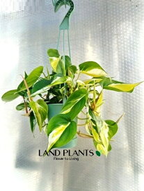 【ケース販売：8入】 フィロデンドロン（クリームスプラッシュ） 3.5号 プラスチック製 吊り鉢 8鉢Philodendron cream splash