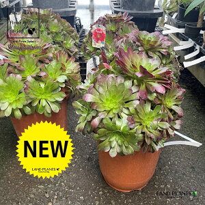 Z|jEiVGij 8 vX`bN 1Semponium Sienna