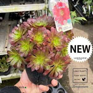 Z|jEiVGij 5 vX`bNc 1Semponium Sienna