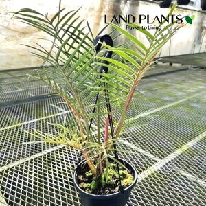 tBfhirs^cj 7 vX`bN ݂蔫 1Philodendron