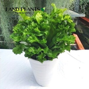 AXvjEiNXebh Wpj[Y o[Y lXg t@[ XGj 6 vX`bN 1 Asplenium Crested Japanese Birdfs Ferm "leslie"