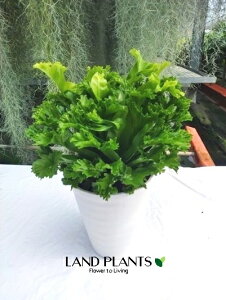 yP[X̔F6z AXvjEiNXebh Wpj[Y o[Y lXg t@[ XGj 6 vX`bN 6 Asplenium Crested Japanese Birdfs Ferm "leslie"