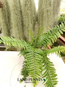 yP[X̔F6z ltsXi}b`j 6 vX`bN 6 Maccho Fern /Nephrolepis exaltataeTeddy Junior