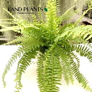 ltsXilo_j 6 vX`bN 1 Nephrolepis Nevada