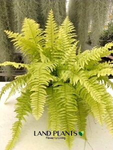 yP[X̔F6z ltsXiuhj 6 vX`bN 6 Nephrolepis blond