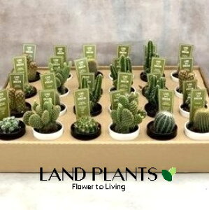 T{eiMIXF܂ij 2.5 |bgc 1 cactus