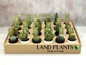 yP[X̔F24z T{eiMIXF܂ij 2.5 |bgc 24 cactus