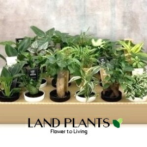 ~jϗti܂ij 2.5 |bgc 1 kanyou