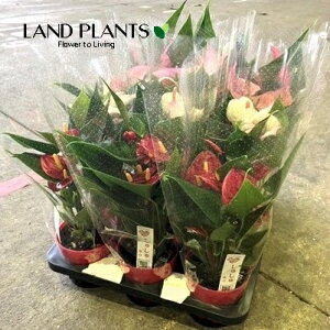 �A���X���E���iMIX�F���܂����i��j1�� 3.5�� �v���X�`�b�N�� �A���X �A���X�����[�� Anthurium
