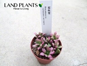 yP[X̔F24z yAz jWm^}ij 2.5 |bgc 24  ӂԂ succulent