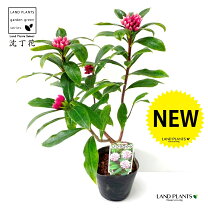 楽天市場】沈丁花 鉢植え（花・観葉植物｜花・ガーデン・DIY）の通販