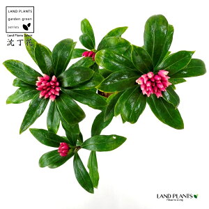 �W���`���E�Q�i�����ԁF�i�킨�܂����j1�� 3.5�� �|�b�g�c 1�� �`���`���E�Q �V�i�m�j�V�L Daphne odora