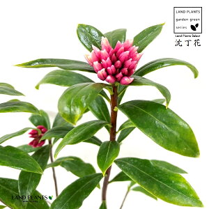 �W���`���E�Q�i�����ԁF�i�킨�܂����j1�� 3.5�� �|�b�g�c 1�� �`���`���E�Q �V�i�m�j�V�L Daphne odora