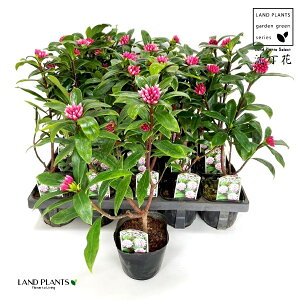 yP[X̔F20z W`EQiԁj 3.5 |bgc 20 ``EQ VimjVL Daphne odora