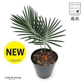 ソテツ（こども蘇鉄） 3.5号 プラスチック苗 1鉢 蘇鉄 裸子植物 ジャパニーズ・サゴ・パーム Cycas revoluta Japanese sago palm