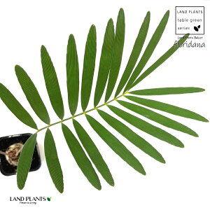 U~Ait_[ij 1 2.5 vX`bNc U~At_[i t_ Zamia Floridana