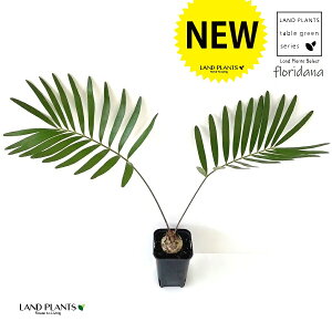 U~Ait_[ij 1 2.5 vX`bNc U~At_[i t_ Zamia Floridana