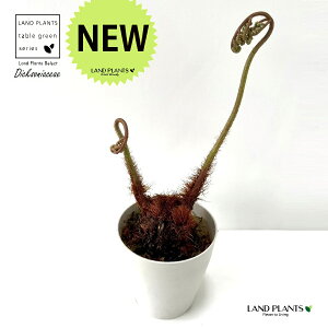 S[fL[ ic؁j 4 vX`bN 1 ^Jr S[f`E`E ы(LER) ni^Jrj rr(qcWV_)@V_ V_A Dicksoniaceae