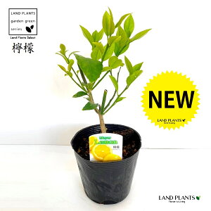 }C[ij 4 |bgc 1 EG Ԃȃ ̖ c Meyer lemon