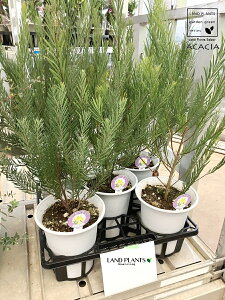 yP[X̔F5z AJVAi{[}j[j 6 vX`bN 5 AJVA{[}j[ Acacia