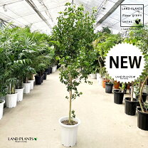 楽天市場】観葉植物 ベンジャミン 10号の通販