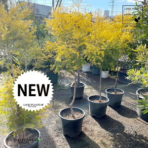 EJi{[VS[hj 12 vX`bN 1 I[XgAY }KV XNA[T [J EJ{[VS[h Melaleuca 'revolution gold'