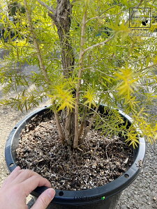 �������E�J�i���{�����[�V�����S�[���h�j 12�� �v���X�`�b�N�� 1�� �I�[�X�g�����A���Y ���}���K�V �X�N�A���[�T ���������[�J �������E�J���{�����[�V�����S�[���h Melaleuca 'revolution gold'